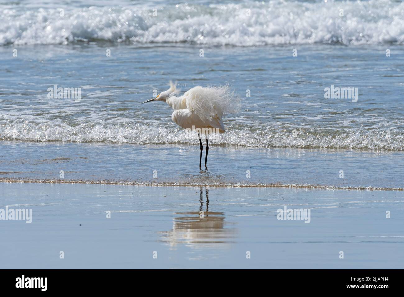 Snowy Egret Fluffing Its Feathers Amidst Crashing Waves by La Jolla, California Stock Photo