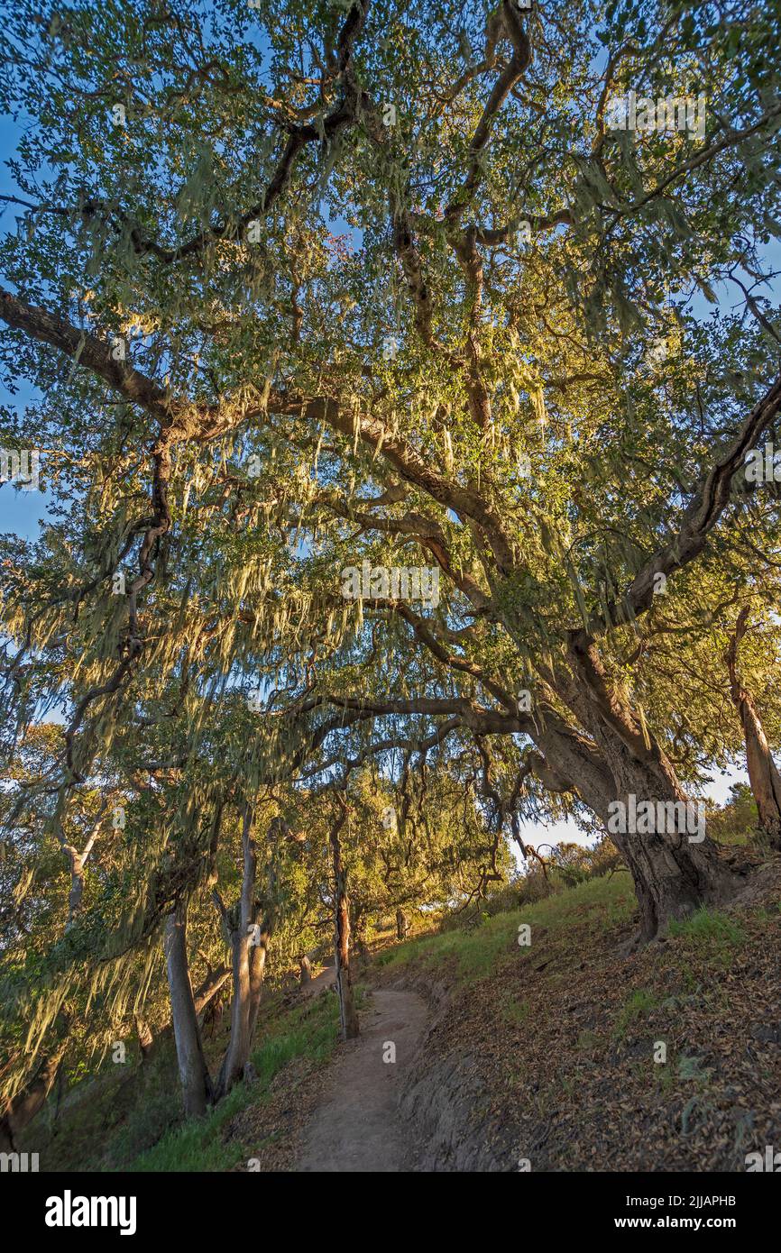 Coastal LIve Oak and Spanish Moss in Speckled LIght in the Pismo Preserve in California Stock Photo