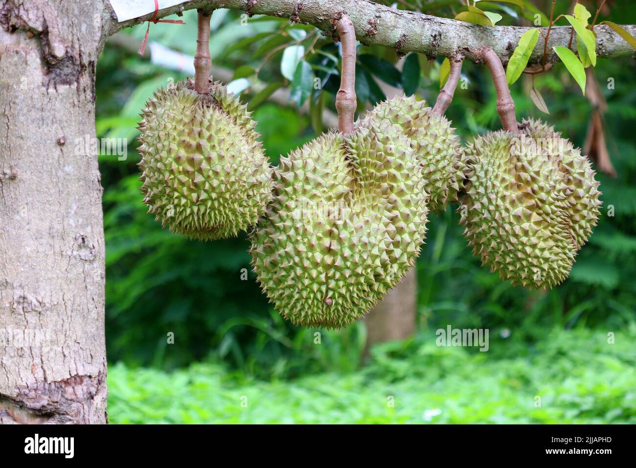 young durian fruit on tree in organic farm Stock Photo