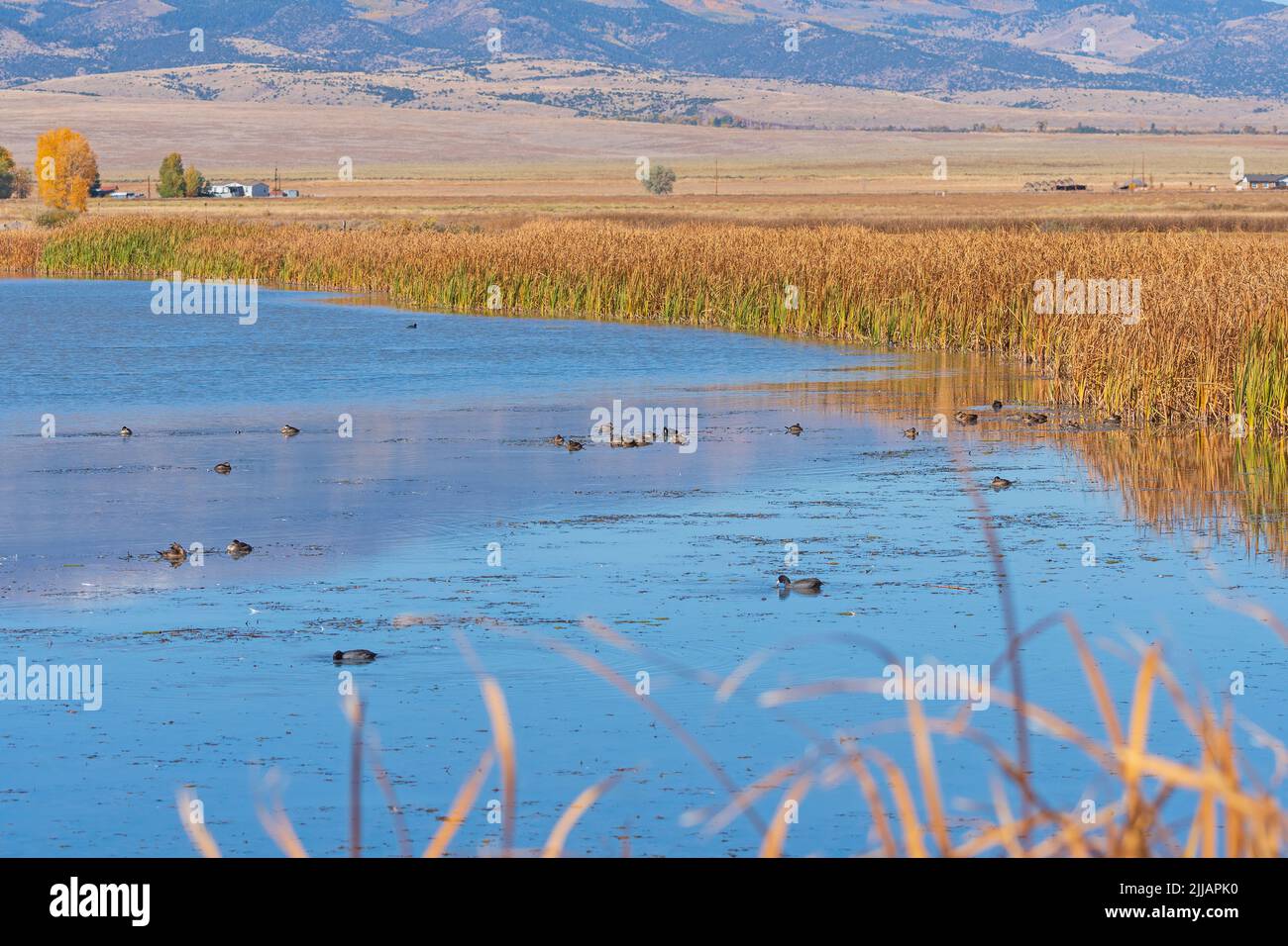 Waterfowl in a Refuge Pond in the Monte Vista National Wildlife Refuge in Colorado Stock Photo