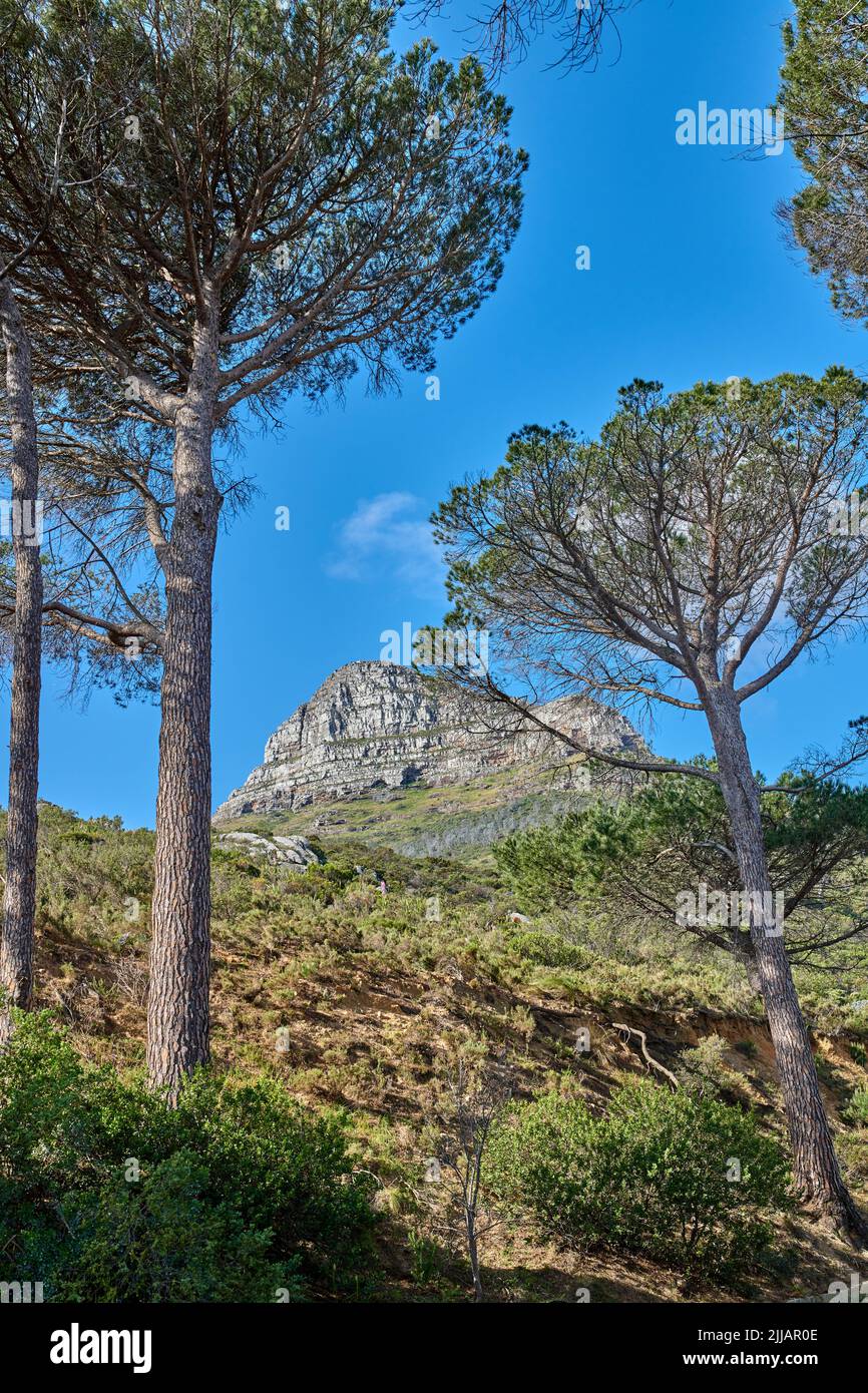 Landscape View Of Lions Head Mountain Monterey Pine Tree Forest And 