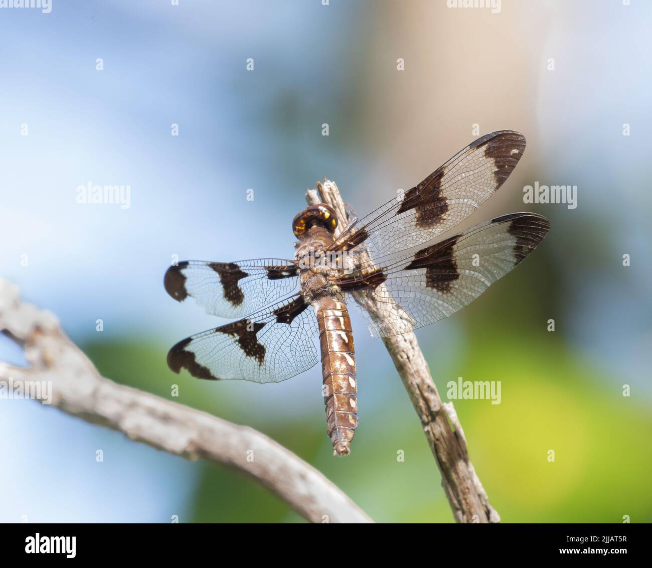 A 12-spotted Skimmer on a  weed stalk Stock Photo