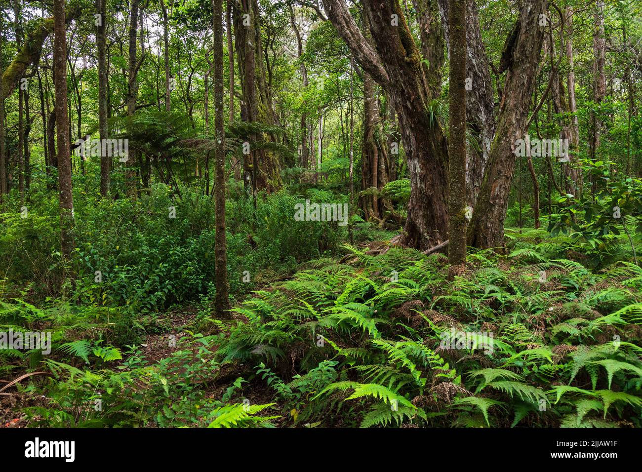 Pacific islander hawaii hi-res stock photography and images - Alamy