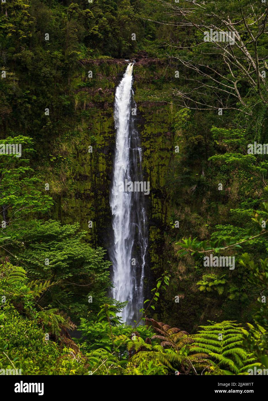 Rainforest jungle scene at Hawaii Big Island Stock Photo Alamy