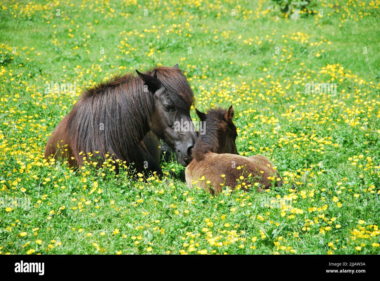 family harmony, dark brown and black mare with foal at alpine meadow with many yellow flowers in austria Stock Photo
