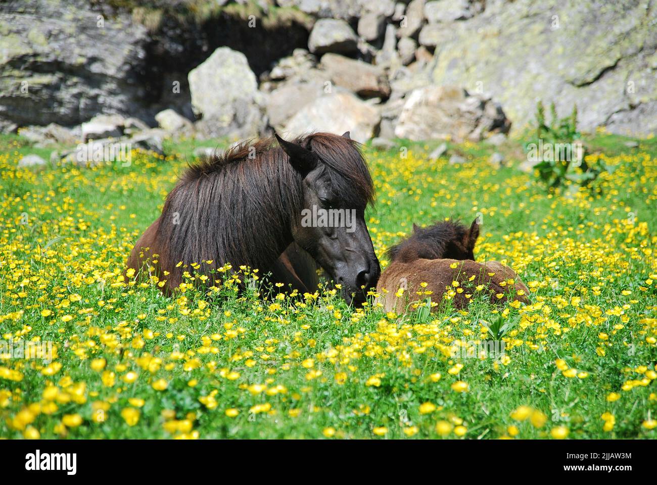 family harmony, dark brown and black mare with foal at alpine meadow with many yellow flowers in austria Stock Photo