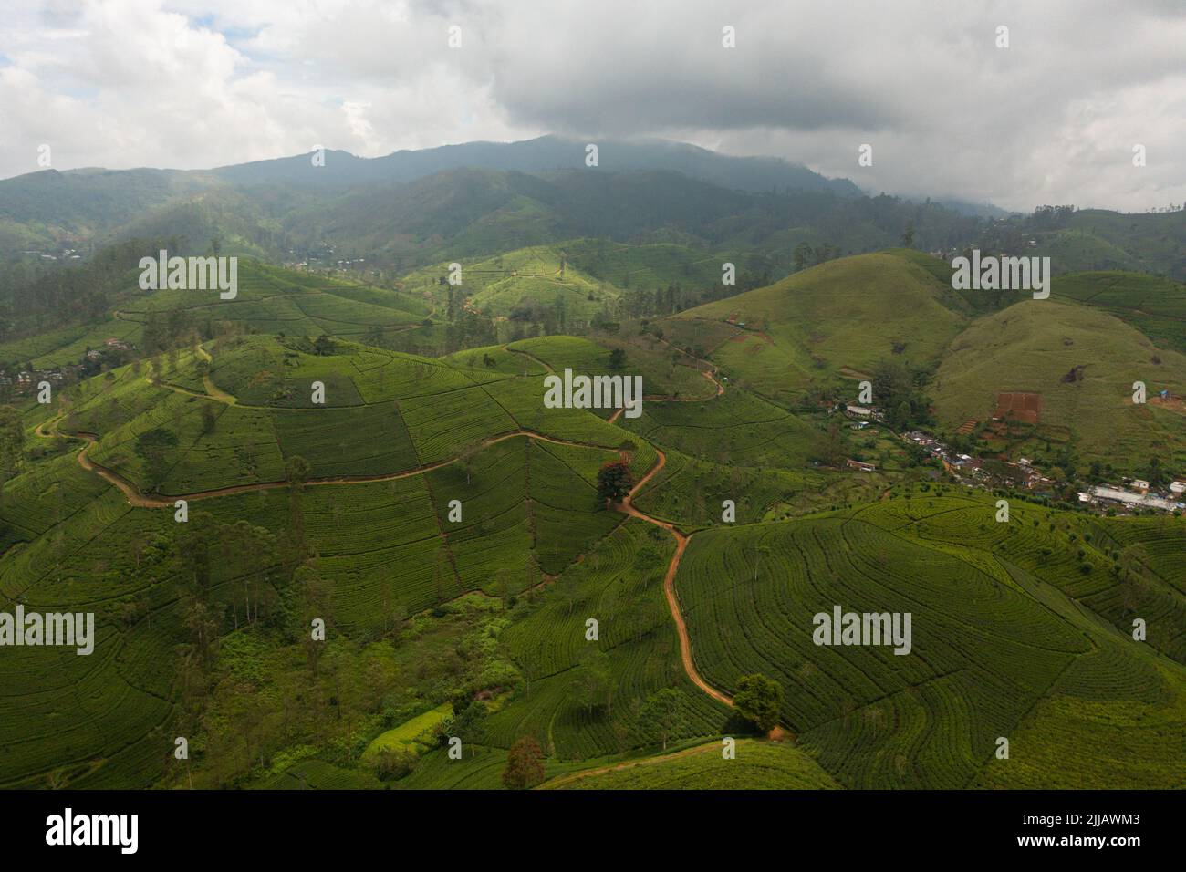 Top view of Tea estate landscape, Sri Lanka. Landscape with green ...