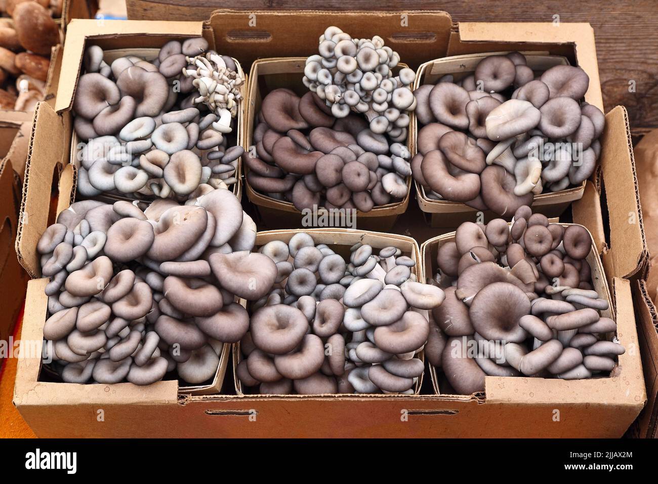 oyster mushrooms in cardboard box on sale at farmer's market Stock Photo