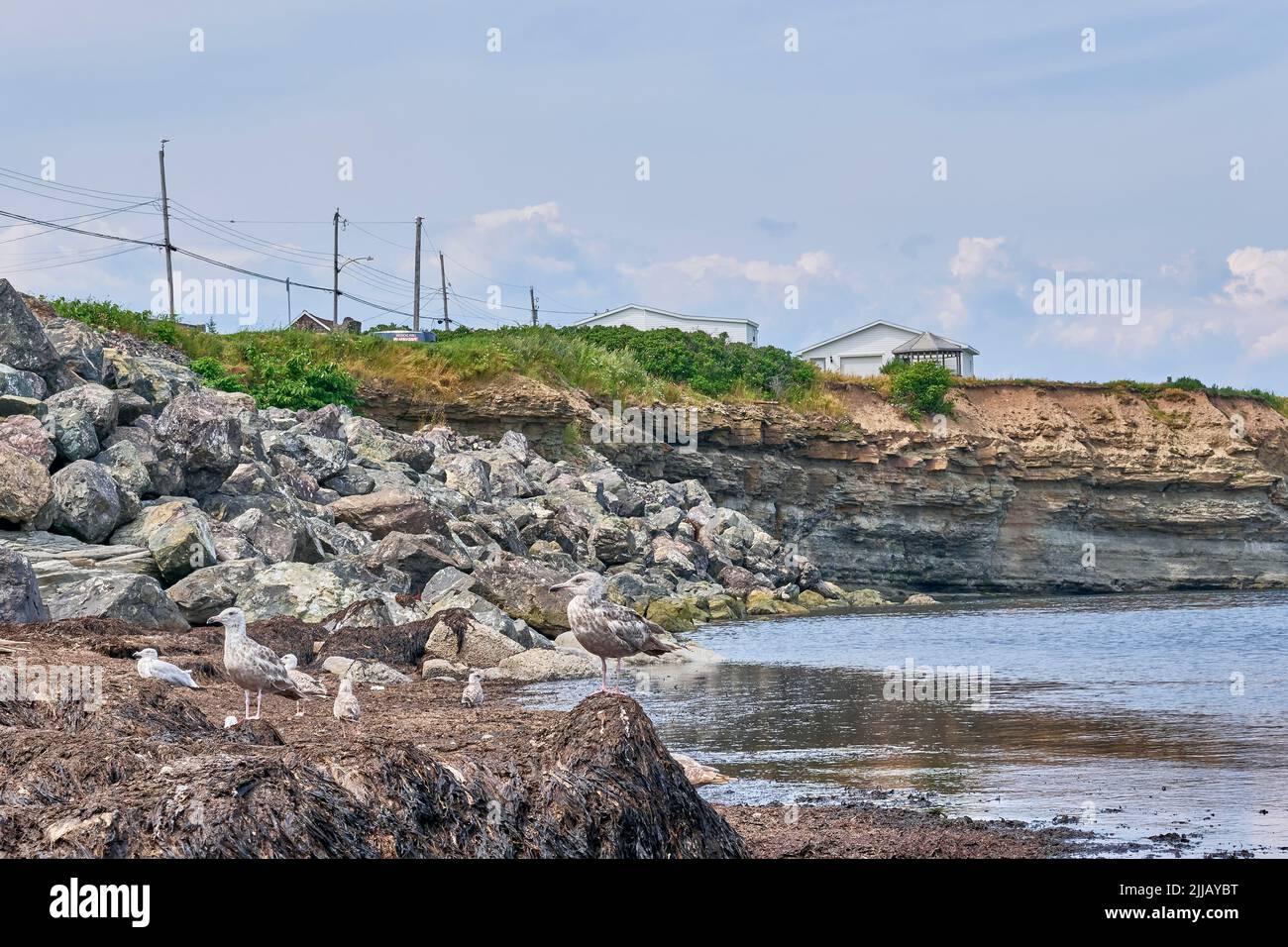 Juvenile Herring Gulls, Larus argentatus, forage on decaying seaweed in search of food on the beach at Fisherman's Park in Glace Bay Nova Scotia. Stock Photo