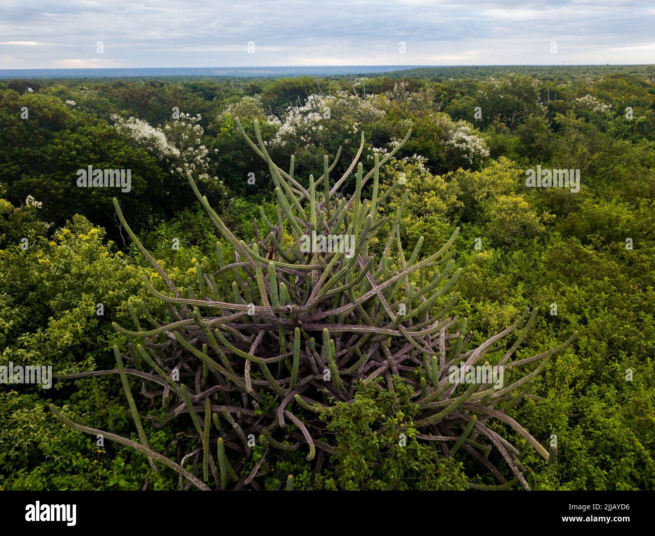 aerial view of caatinga forest, native vegetation of northeast brazil Stock Photo