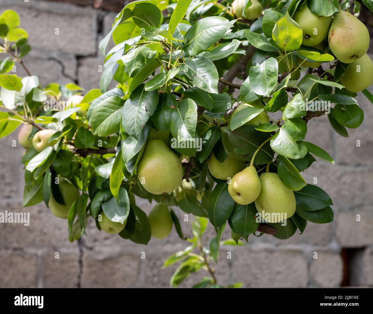 Pear fruit on the tree in a garden Stock Photo