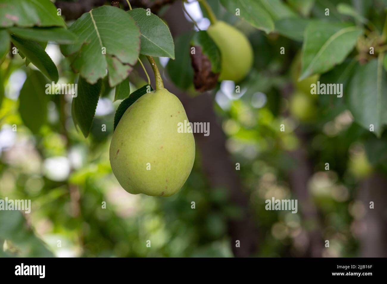 Pear fruit on a tree branch Stock Photo