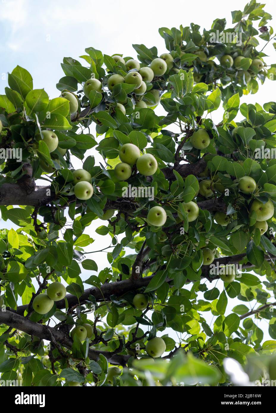 Tree full with pear fruit in an fruit orchard Stock Photo