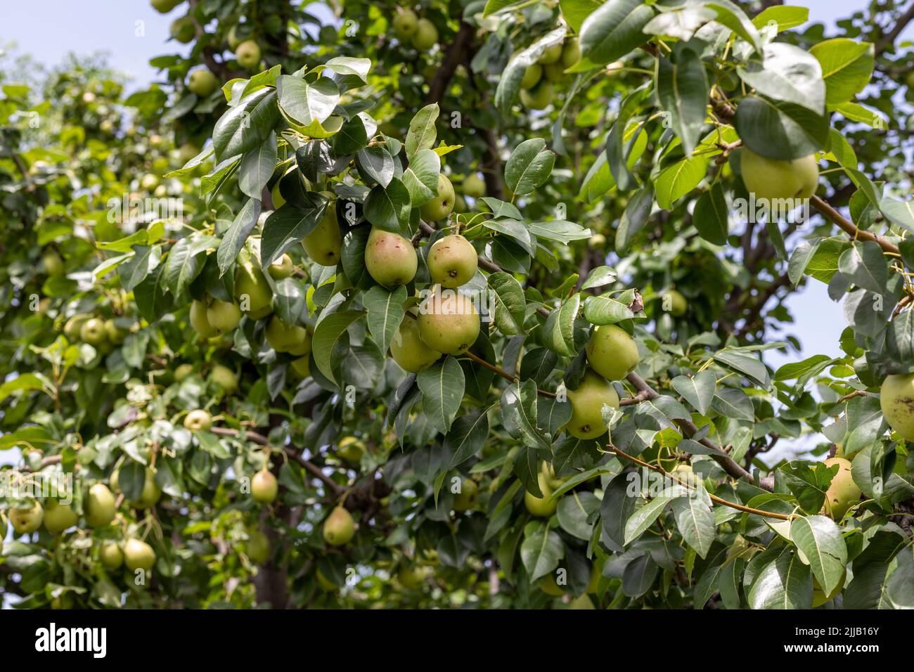 Pear fruit tree with pears in the garden Stock Photo