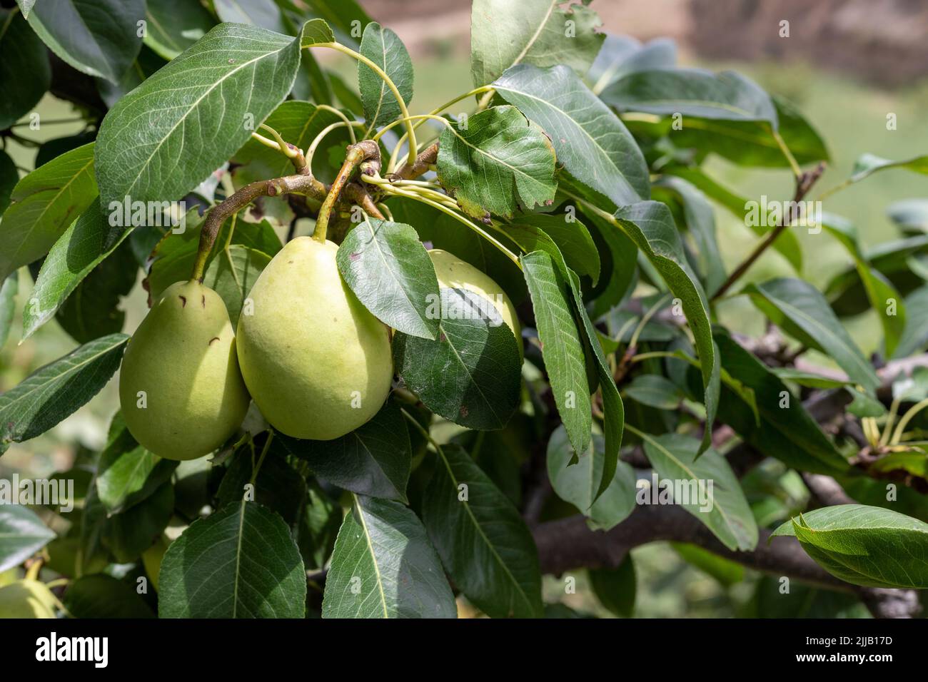 Pear fruit at a tree close-up Stock Photo