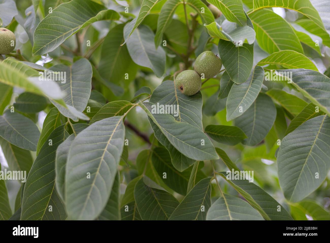 Green walnuts with green shell on a walnut tree Stock Photo