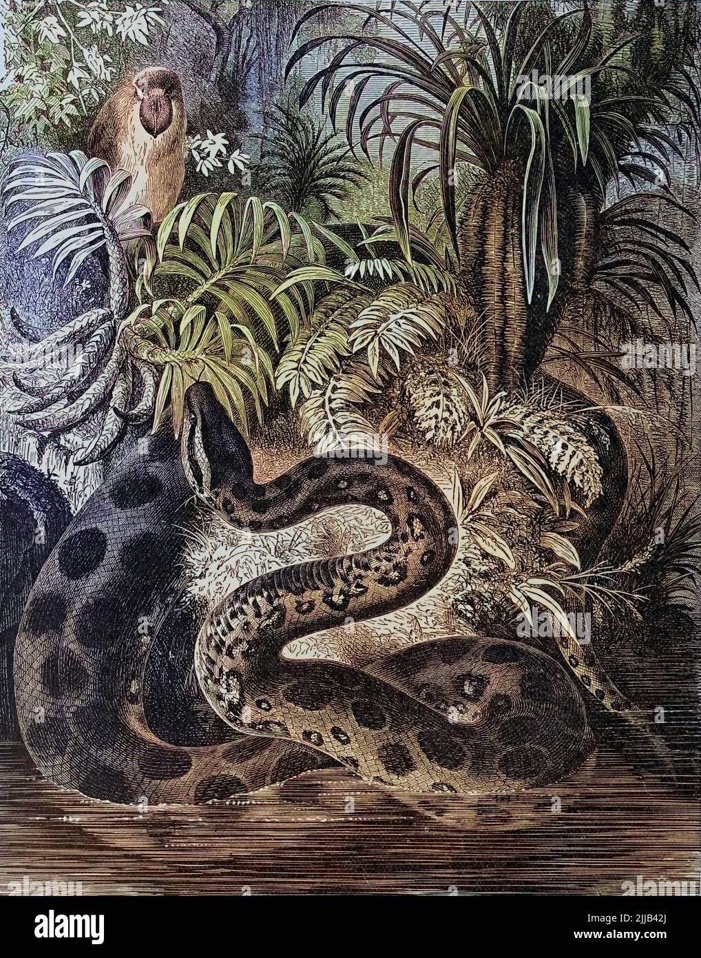 The Home of the Anaconda Anacondas or water boas are a group of large snakes of the genus Eunectes. They are found in tropical South America. from The royal natural history EDITED  BY RICHARD LYDEKKER Volume V 1896 Stock Photo
