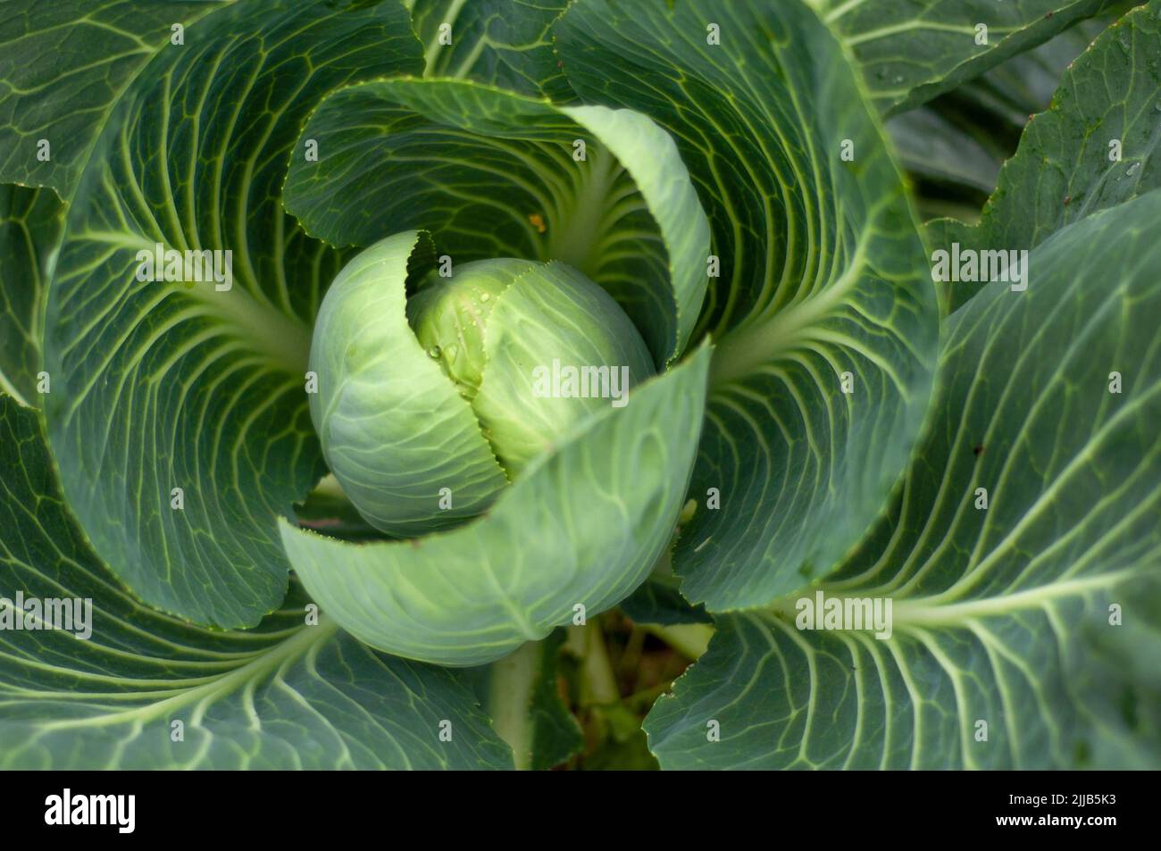 Cultivated cabbage in the garden. Stock Photo