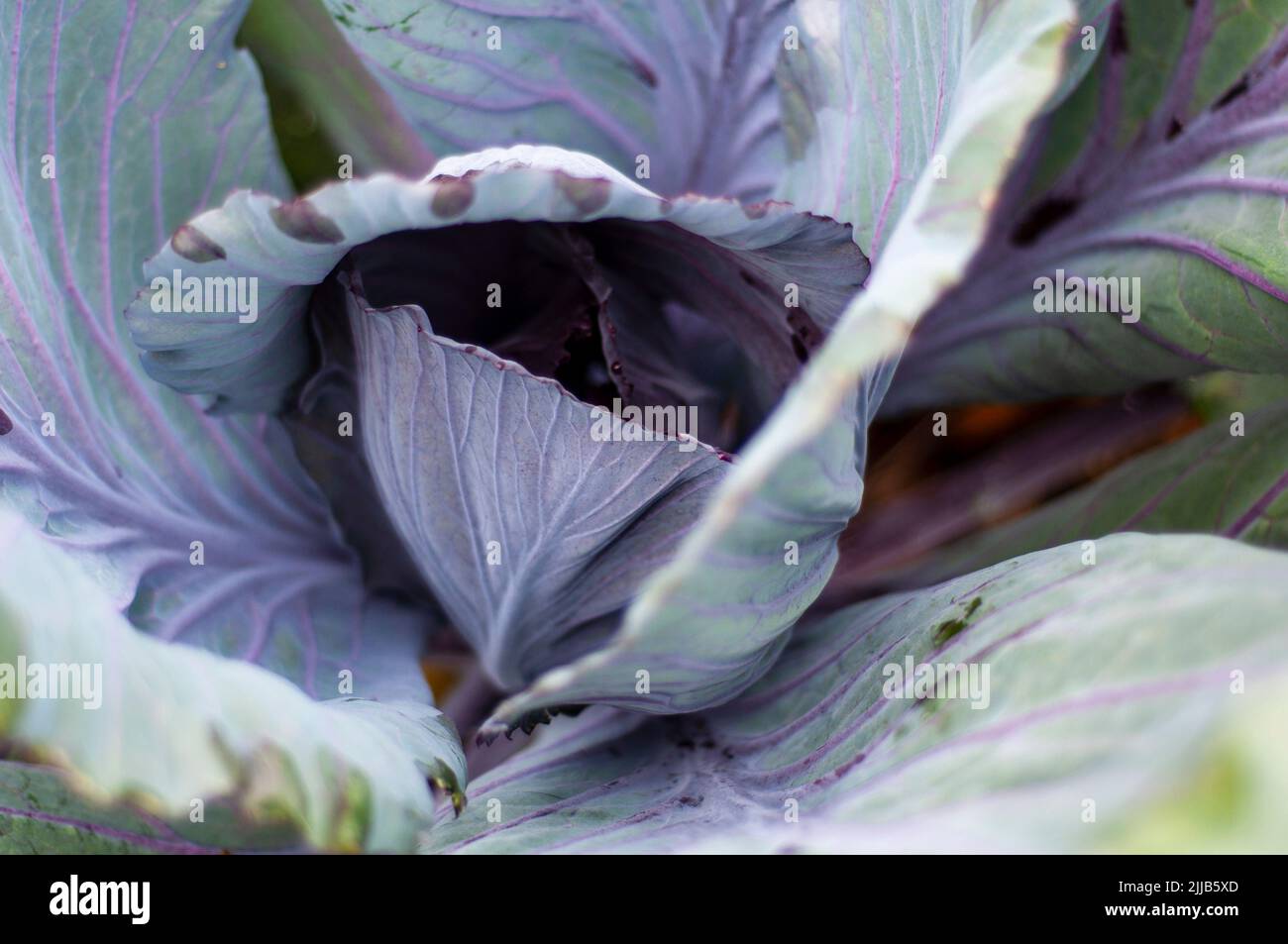 Cultivated cabbage in the garden. Stock Photo