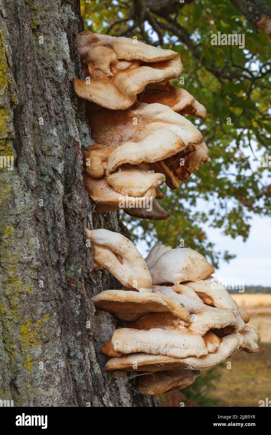 Bracket fungus on a tree trunk Stock Photo Alamy