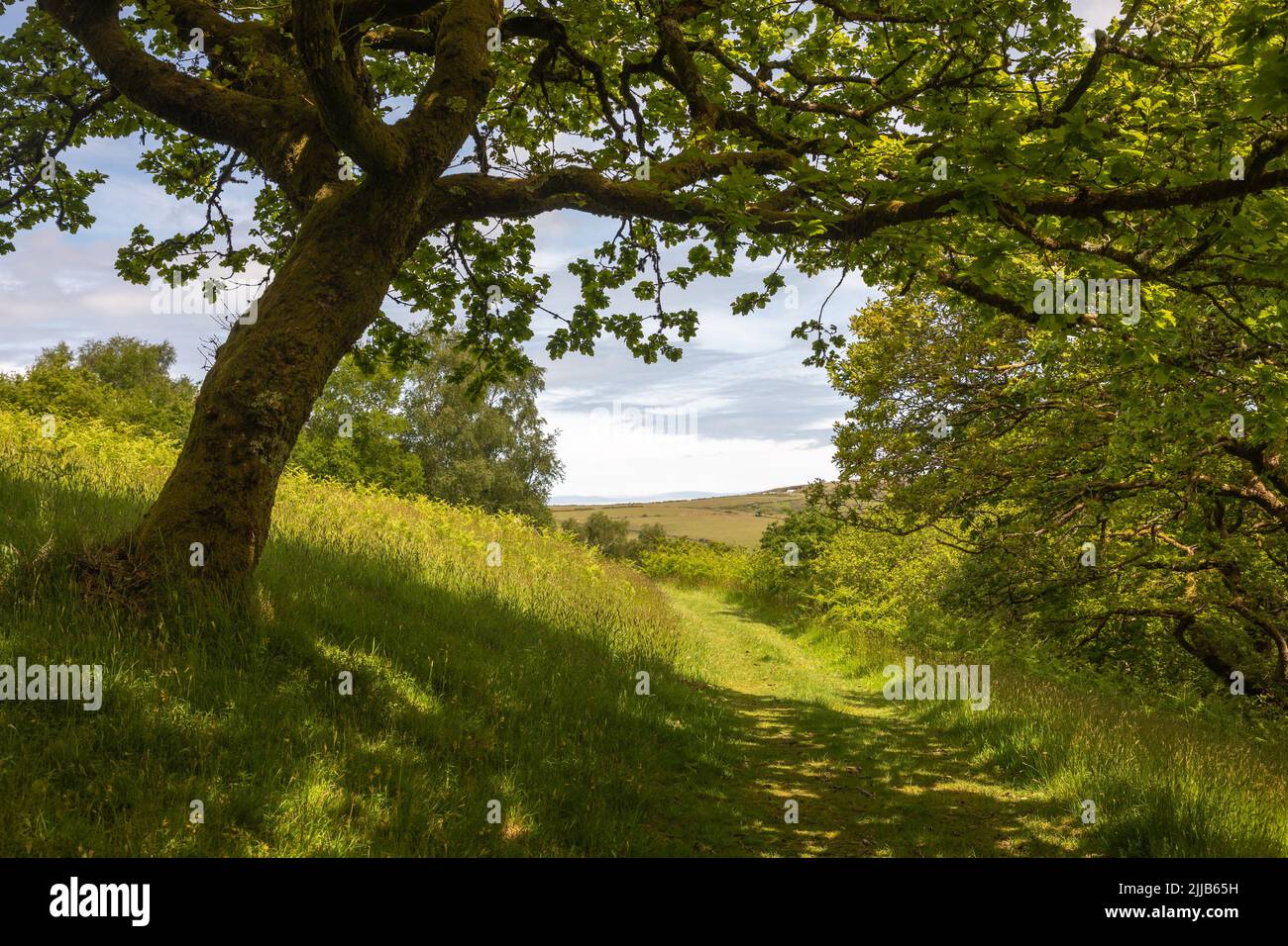 Beautiful scenic view tree hi-res stock photography and images - Alamy