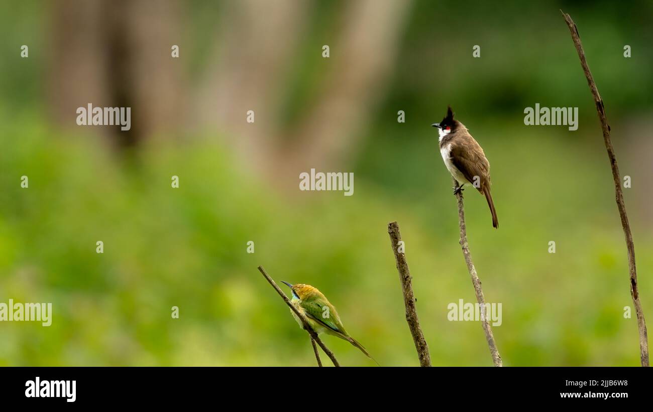 A shallow focus shot of red-whiskered bulbul (Pycnonotus jocosus) and Asian green bee-eater (Merops orientalis) on twigs Stock Photo