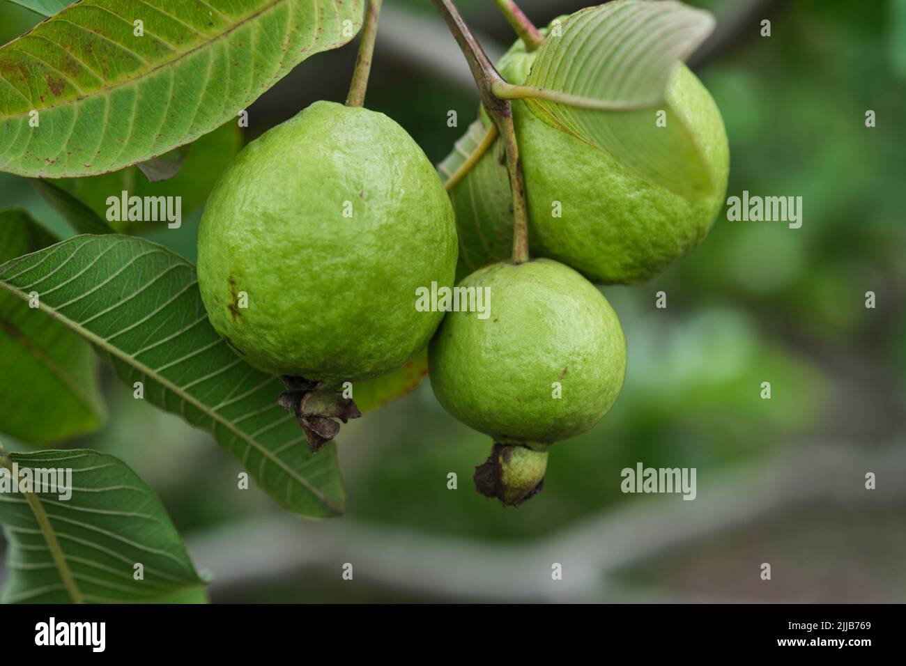 Organic guava fruit. green guava fruit hanging on tree in agriculture