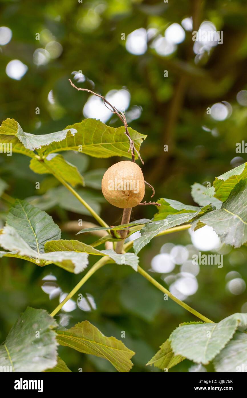 Tree fruit in the garden close-up with green foliage Stock Photo
