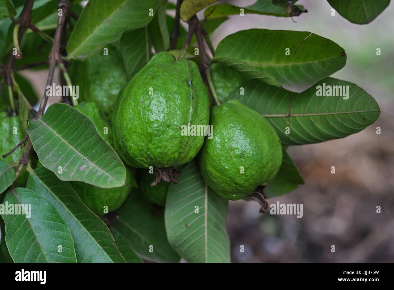 Organic guava fruit. green guava fruit hanging on tree in agriculture
