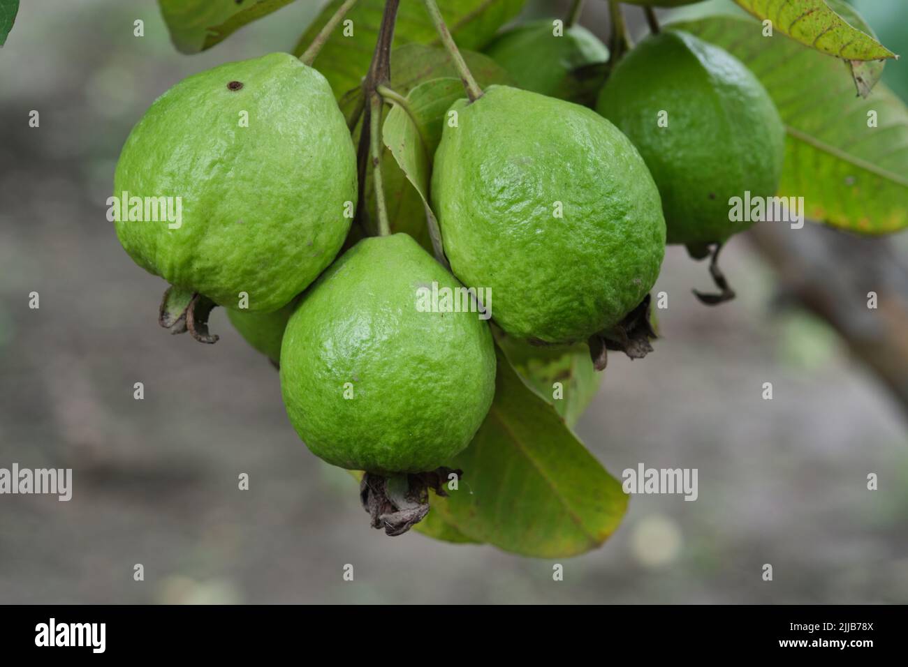 Organic guava fruit. green guava fruit hanging on tree in agriculture