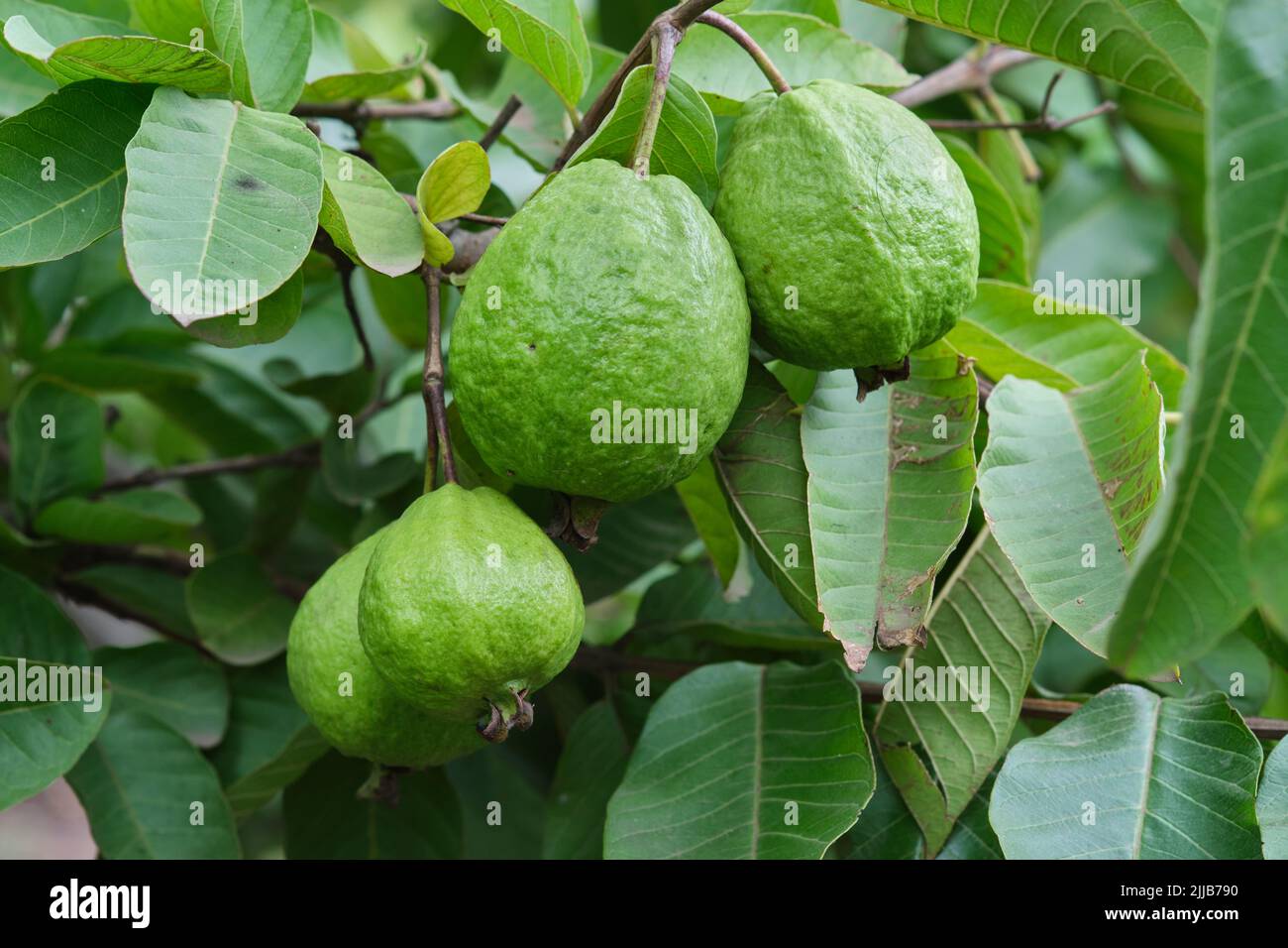 Organic guava fruit. green guava fruit hanging on tree in agriculture farm of India in harvesting season, This fruit contains a lot of vitamin C. Stock Photo