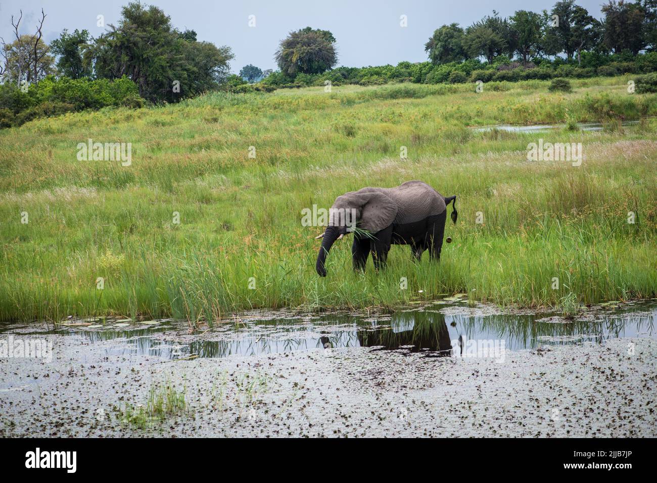 Elephants, Okavango delta game park Stock Photo