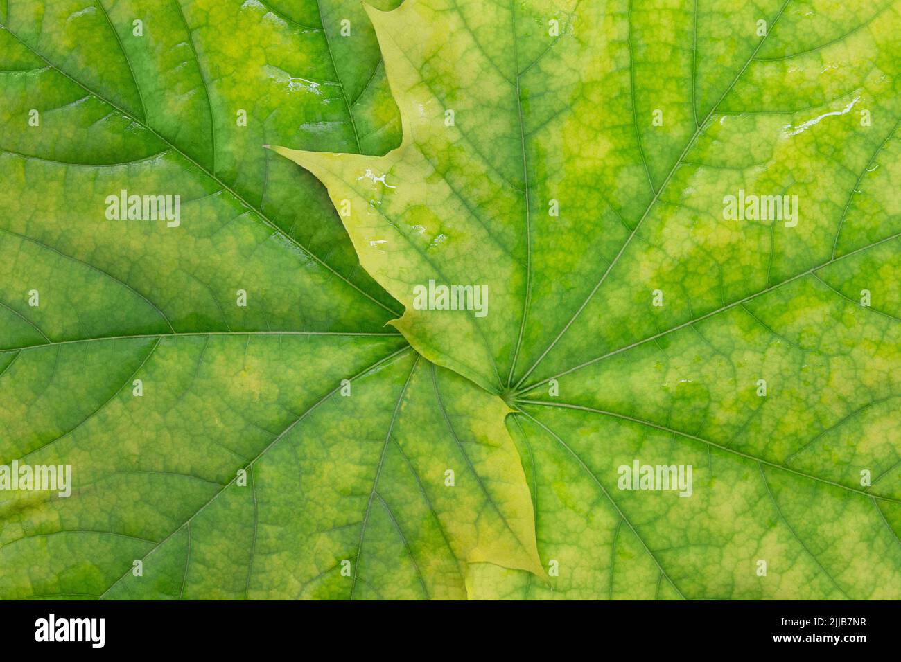 Maple yellow green leaves close-up. Natural background. Horizontal and vertical. Copy space Stock Photo