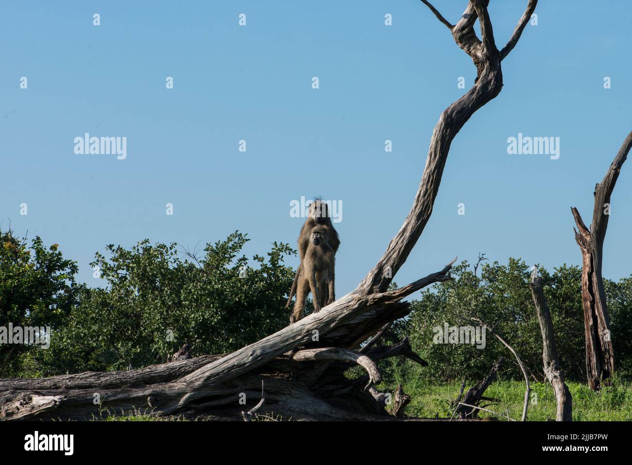 Mating baboons, Okavango delta game park Stock Photo