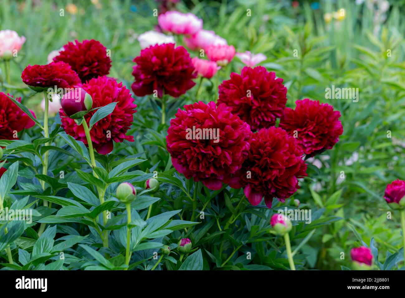 Paeonia Command Performance flowers in garden  Stock Photo