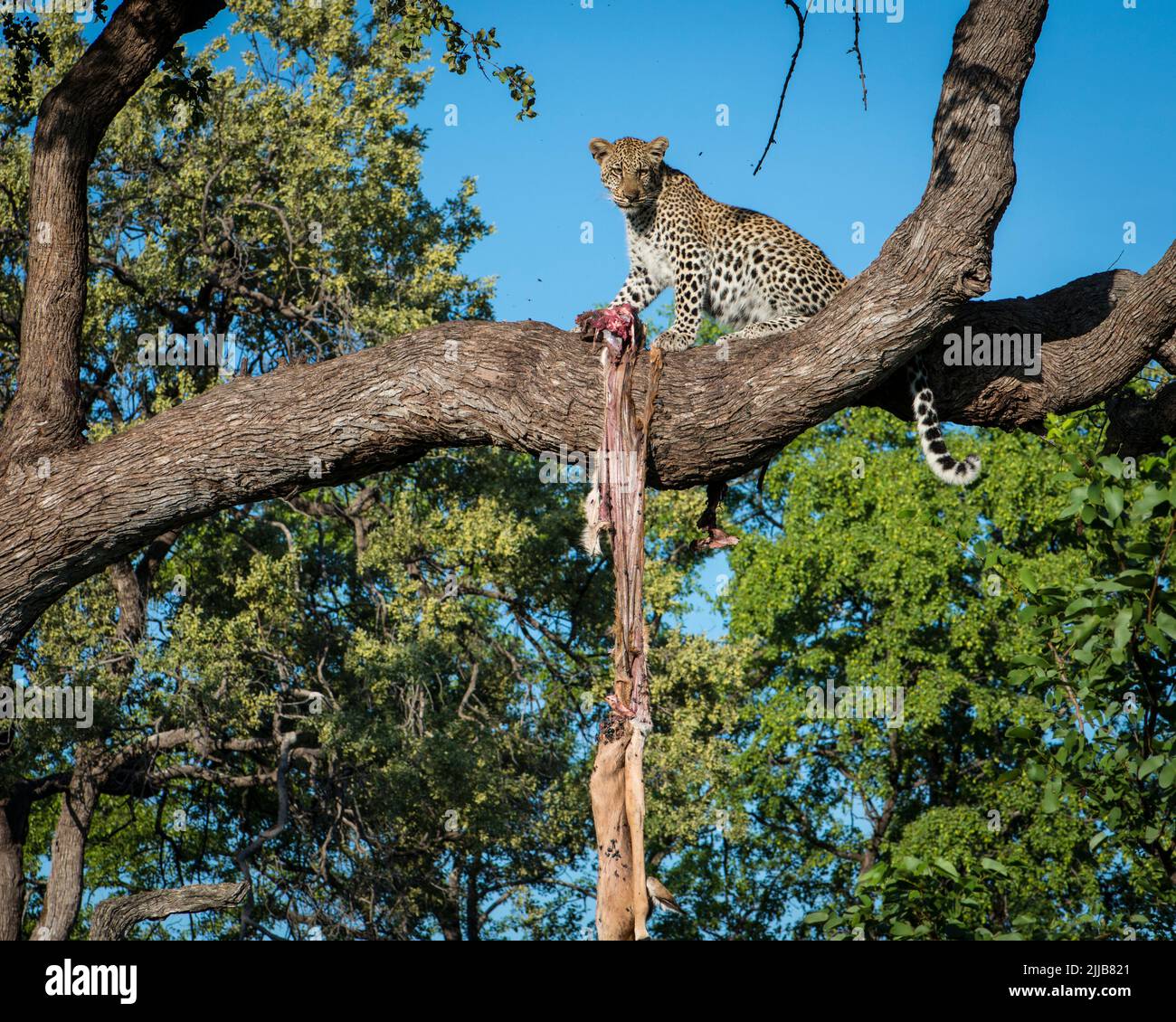 Leopard, Okavango delta game park Stock Photo Alamy