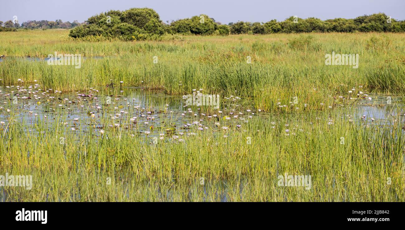 Water flowers in a pond, Okavango delta game park Stock Photo