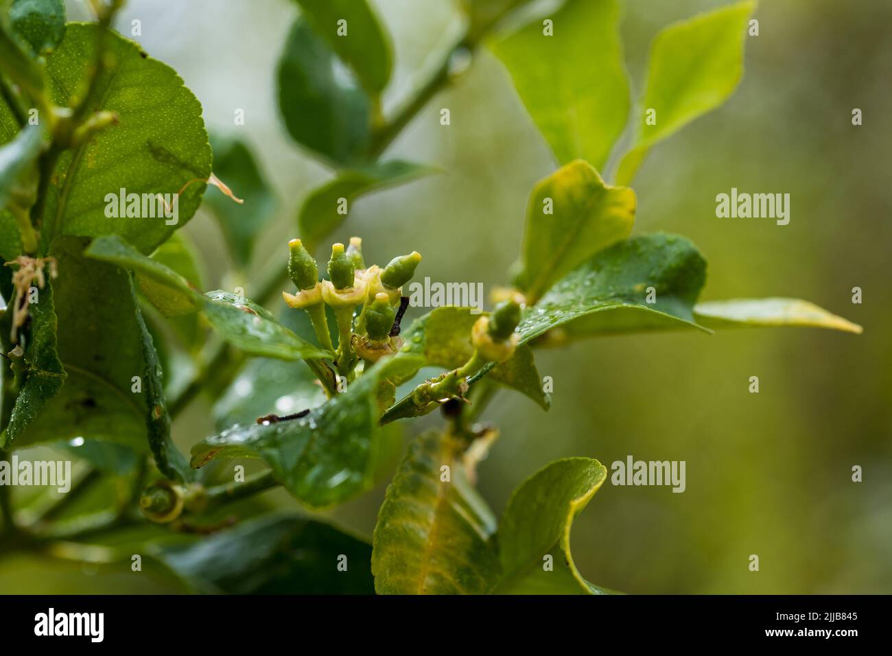 New growing tiny lemons growing on the tree. Selective focus, close up Stock Photo