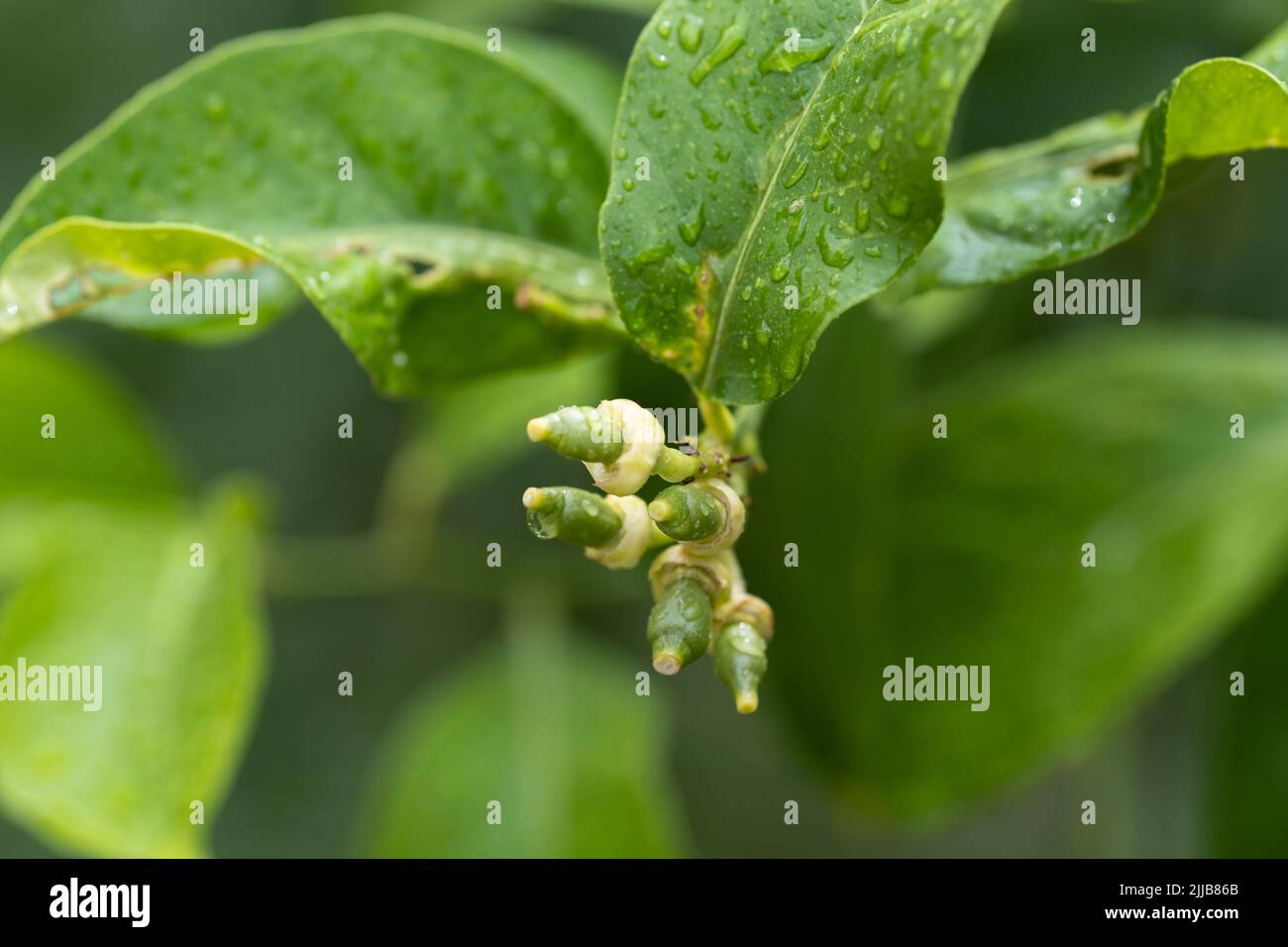 New growing tiny lemons growing on the tree. Selective focus, close up Stock Photo