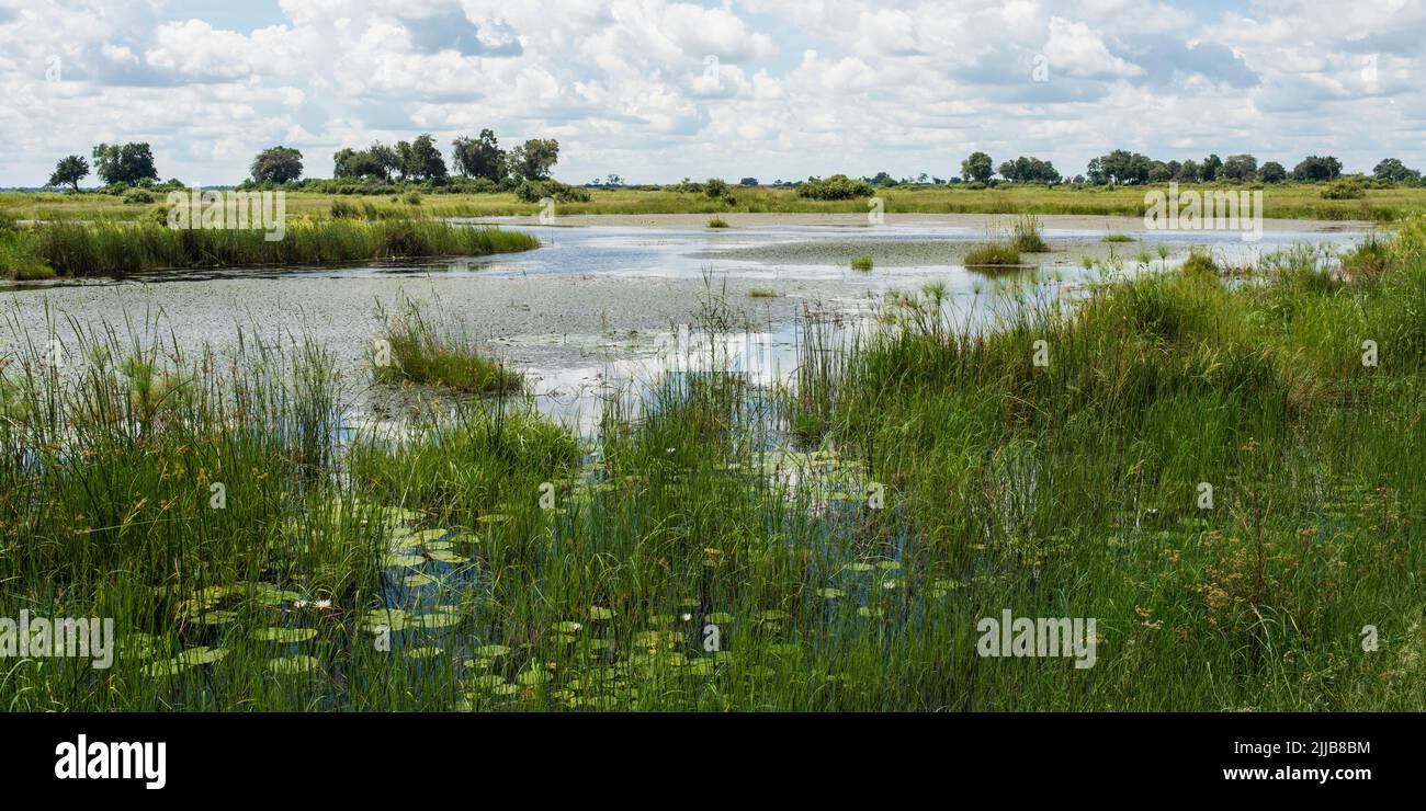Pond, Okavango delta game park Stock Photo Alamy
