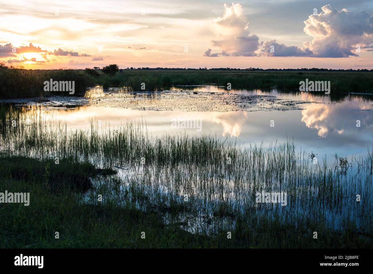 Pond at dusk, Okavango delta game park Stock Photo