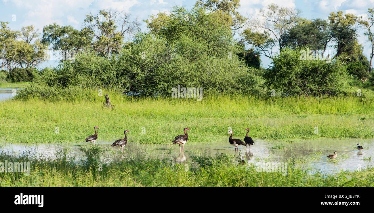 Okavango delta game park Stock Photo