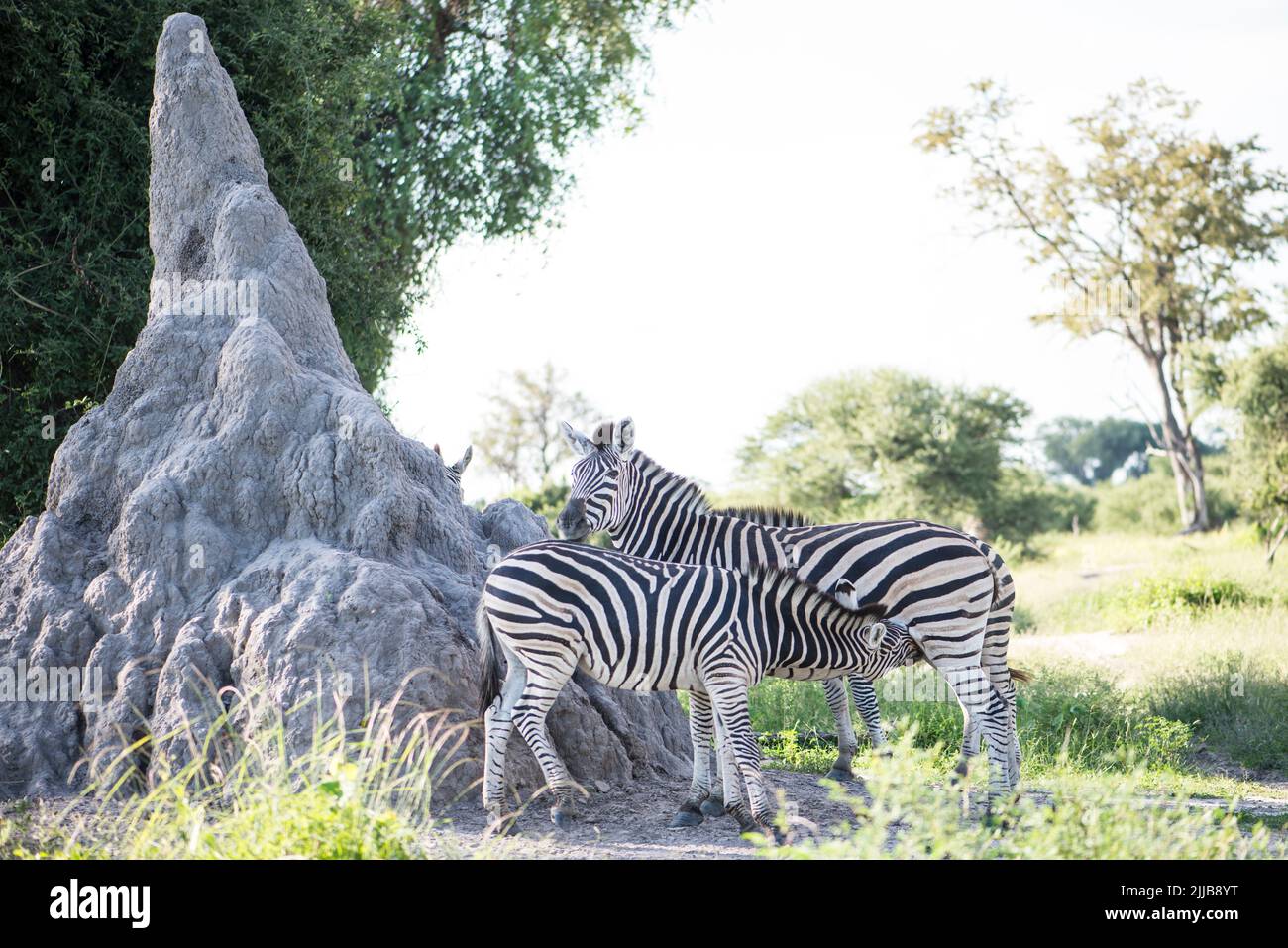Zebras, Okavango delta game park Stock Photo