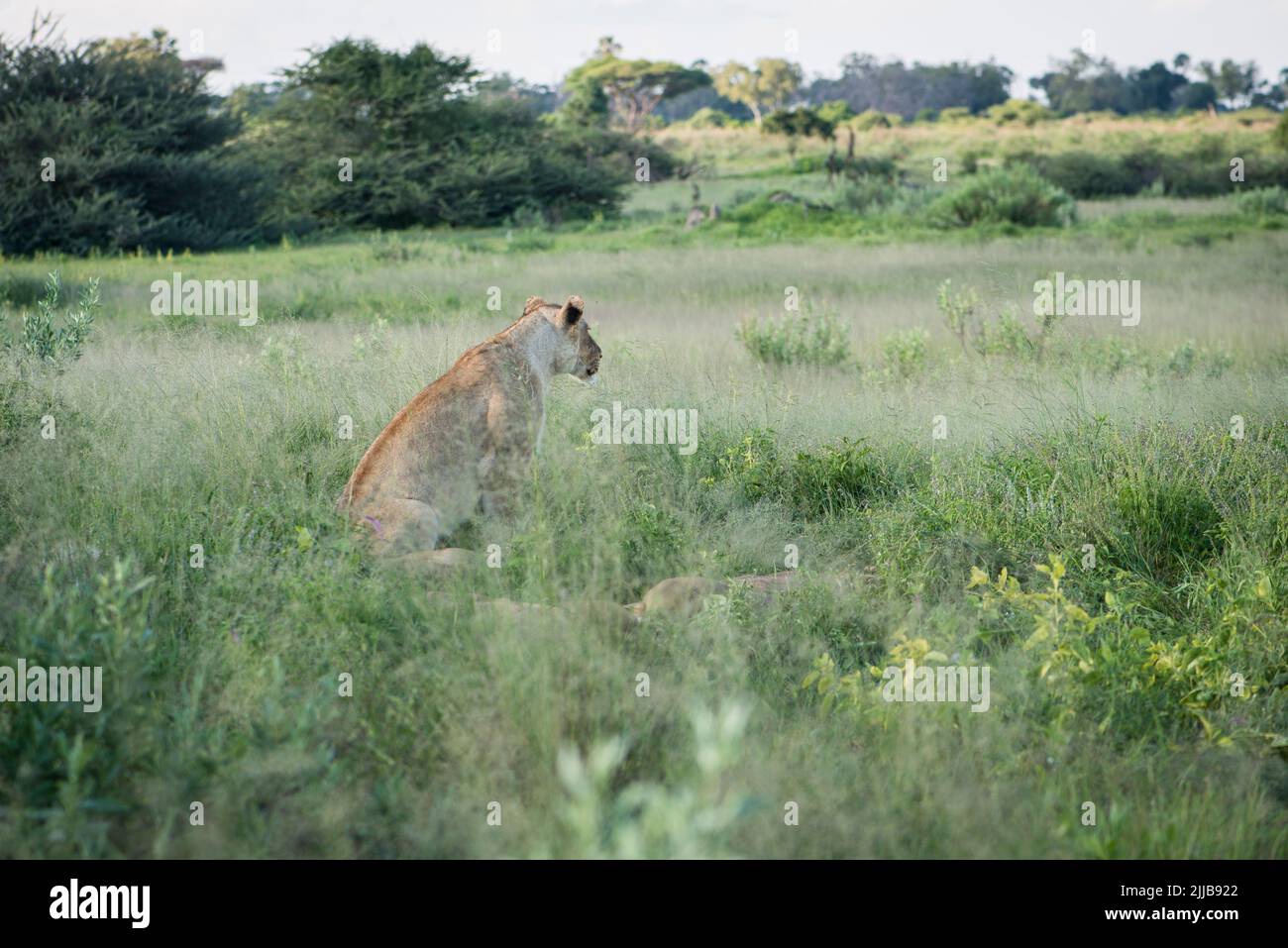 Lions, Okavango delta game park Stock Photo