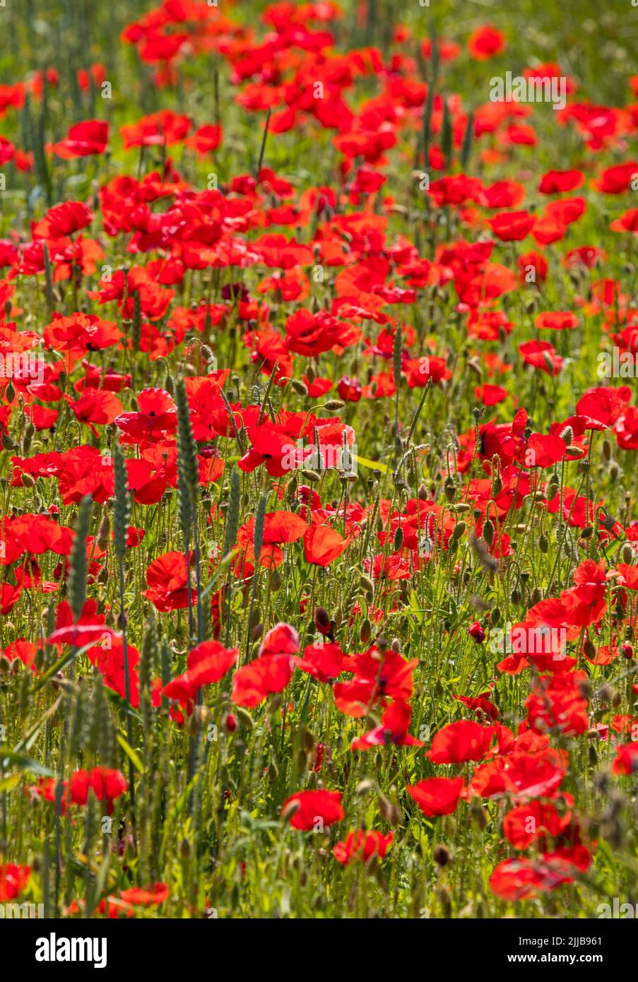 Vibrant red poppy flowers on a field on Baltic Sea island of Langeland, Denmark Stock Photo