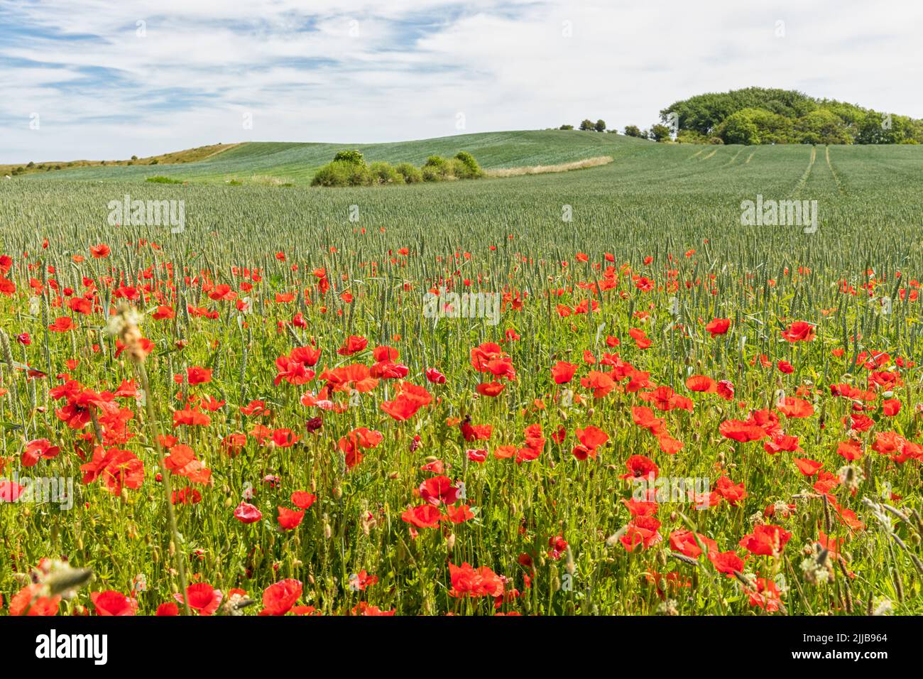 Vibrant red poppy flowers at the edge of a wheat field on baltic Sea island Langeland, Denmark Stock Photo