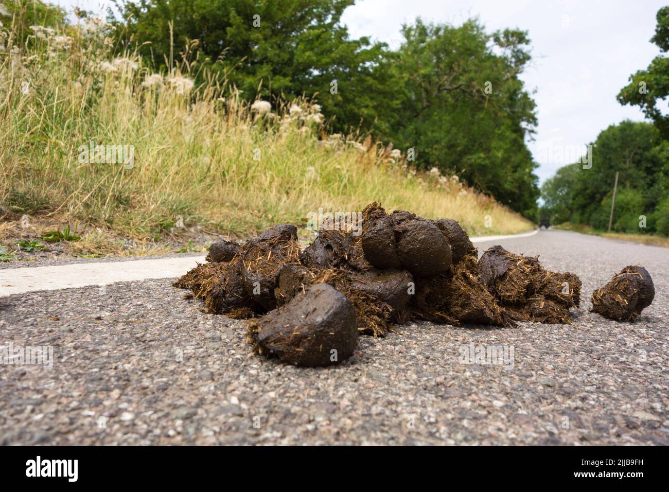 Horse manure on a country lane in the U.K. Stock Photo