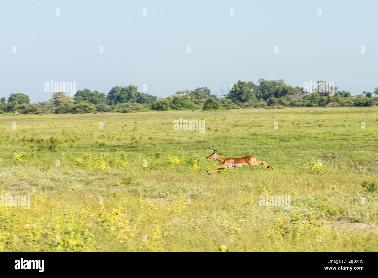 Springbok, Okavango delta game park Stock Photo