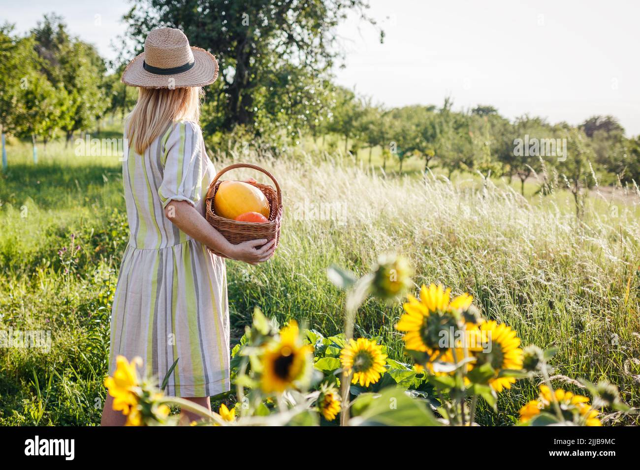 Woman wearing dress and straw hat is holding wicker basket with harvested pumpkins. Female farmer working in organic garden at summer Stock Photo