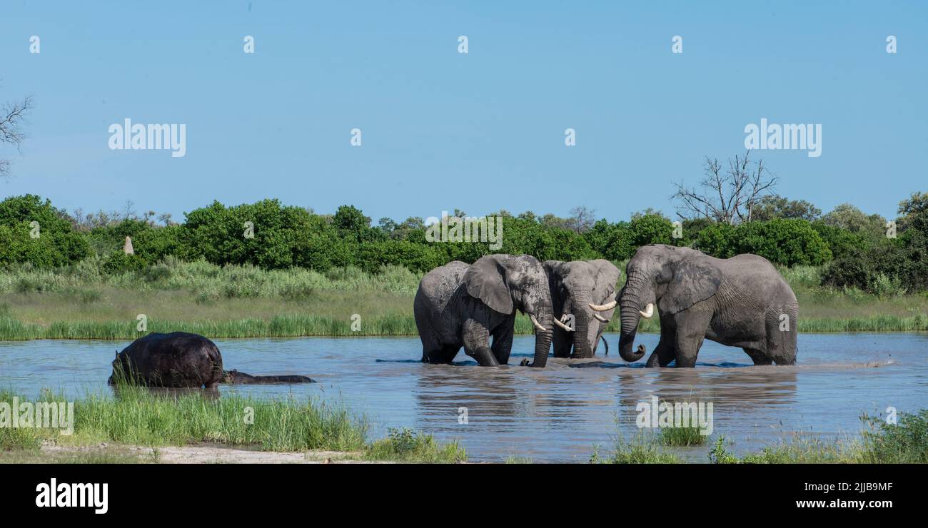Elephants, Okavango delta game park Stock Photo